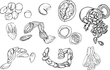 Fototapeta premium hand drawn set of nuts cashews, pistachio, Brazil nuts, hazel, almonds 