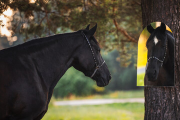 close up portrait of stunning black mare horse on leather halter looking to the mirror on its own reflection on forest nature background