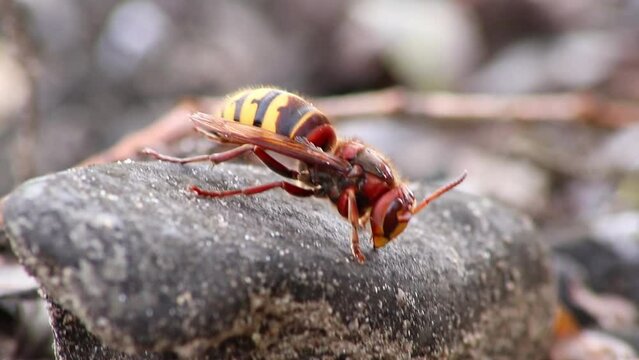Dying European hornet tumbling on ground after leaving hornets nest alone is still a dangerous poisonous pest that builds colony with stinging yellow jackets in tree trunks or try aggressive attack