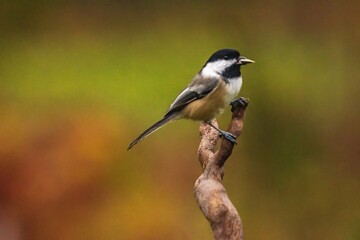 Obraz premium Black Capped Chickadee perched on a twig