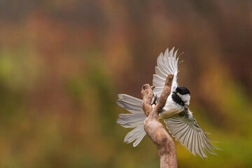 Black Capped Chickadee flying off a twig © jamie