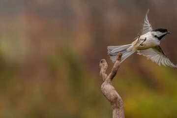 Black Capped Chickadee flying