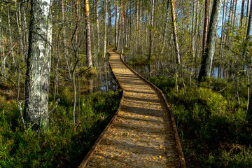 Obraz premium footpath in the forest, Rannametsa-Tolkuse nature trail