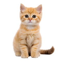 Obraz premium Cute munchkin cat, sitting kitten isolated on transparent background Generative AI