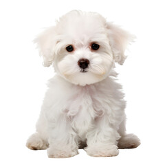 Obraz premium Cute bichon frise puppy, dog isolated on transparent background Generative AI