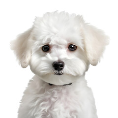 Obraz premium Cute bichon frise puppy, dog isolated on transparent background Generative AI