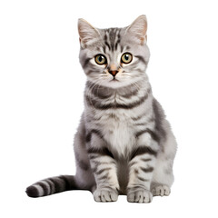 Cute silver tabby cat, sitting kitten isolated on transparent background Generative AI