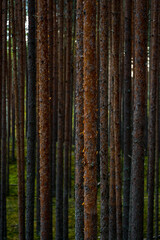 pine forest in autumn, Rannametsa-Tolkuse nature trail