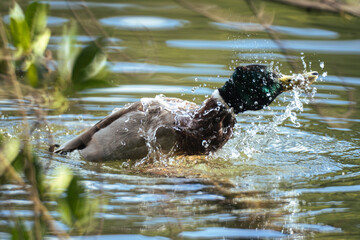 duck in the water