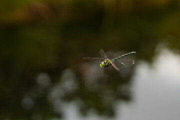 dragonfly in the air