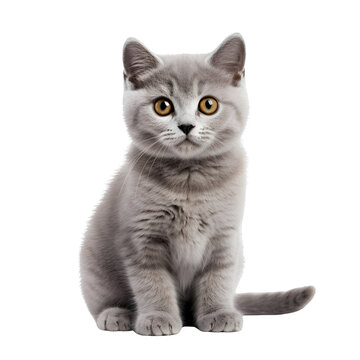 Cute british shorthair kitten, sitting cat isolated on transparent background  Generative AI