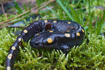 Closeup on an adult male North-American Spotted mole salamander, Ambystoma maculatum