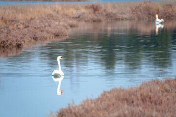 swan on the lake