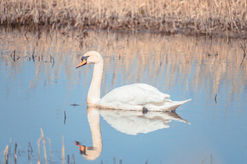 swan on the water