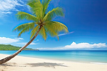 Fototapeta na wymiar Vacation Travel Holiday Beach Banner Image: Palm Tree on Tropical Beach with Blue Sky
