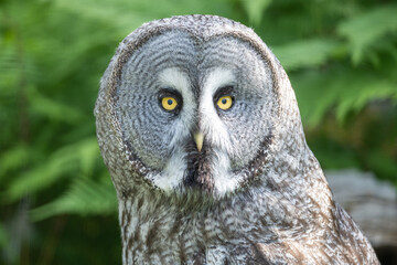 Great grey owl, Strix nebulosa, portrait with green bokeh background