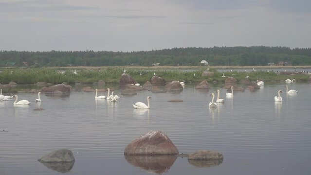Mute swans (Cygnus olor) in Baltic sea. Males take graceful attractive poses, but... in this way they express hatred towards neighbor. Territorial behavior. females sit on nests in tern-gull colony