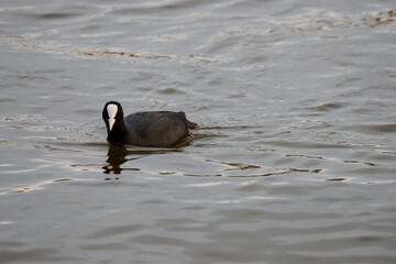 Adult eurasian coot swimming in a pond in Madrid
