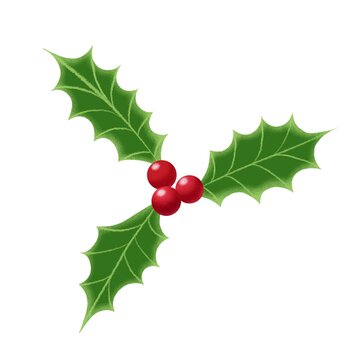 Green Christmas mistletoe with red berries isolated on white background 