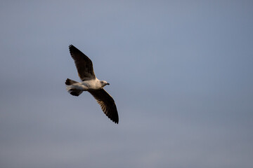 Young seagull flying at sunset over a blue sky