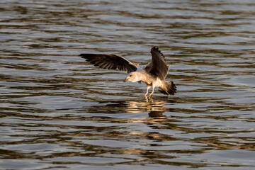 Young seagull landing on Casa de Campo lake in Madrid at sunset