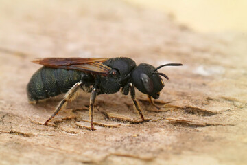 Closeup on a quite large mediterranean small carpenter bee, Ceratina chalcites