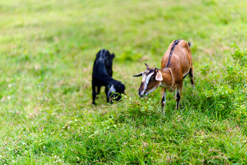 A herd of goats grazes in the green field.