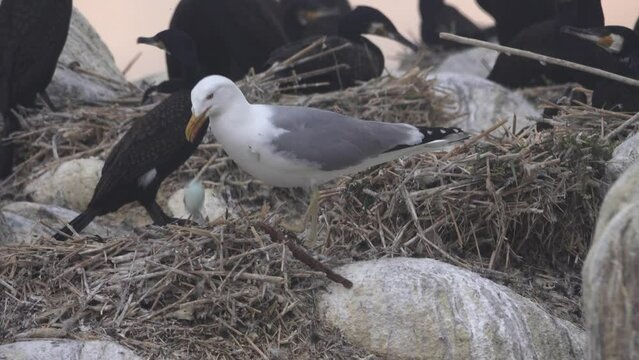 Predatory behavior of gulls in a cormorant colony. The Herring gull (Larus argentatus omissus) takes eggs from cormorant's nest and throws it on other eggs to crack strong shell. Baltic sea