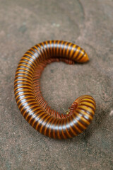 Closeup of a Millipede Curling on the Ground