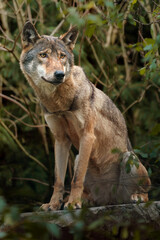 Portrait of Grey wolf in zoo