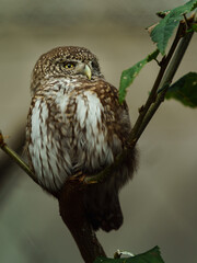Portrait of Eurasian Pygmy Owl