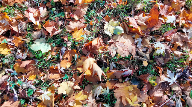 Autumn. Multicolored maple leaves lie on the grass. Colorful background image of fallen autumn leaves perfect for seasonal use