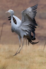 Obraz premium Dancing crane