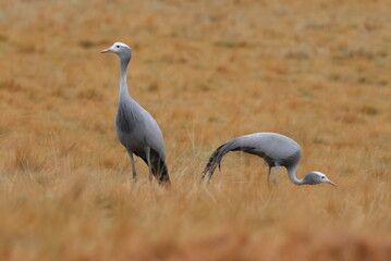 Blue Crane at Bushmans Nek