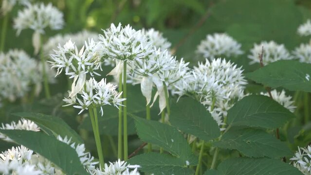 The broad-leaved garlic (Allium ursinum) blooms in the shade of the forest canopy, wild plant. Vitamin C, anti - scurvy effect. The north-eastern part of the area