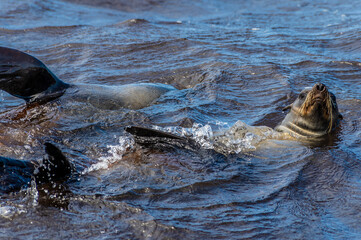A view of a Cape Fur Seals swimming beside a boat in Walvis Bay, Namibia in the dry season