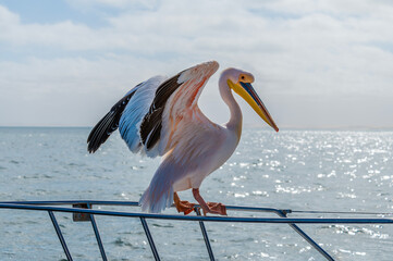 A view of a Pelican stretching its wings on a boat in Walvis Bay, Namibia in the dry season