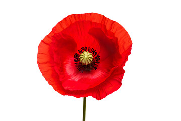 poppy flower, red poppy isolated on transparent background