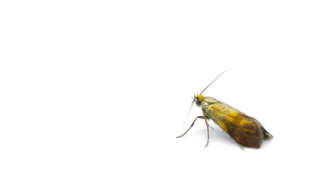 Small Adult Phereoeca  Moth of the order lepidopteraPhereoeca isolated on white background, studio shot