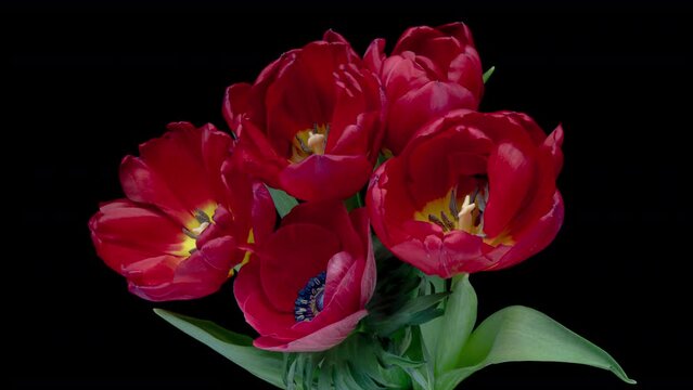 Timelapse of red tulip flowers blooming on black background. Easter, spring, valentine's day, holidays concept