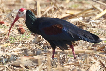 Southern Bald Ibis in Franklin
