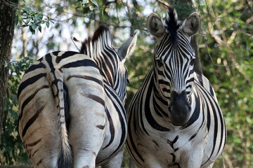 Fototapeta na wymiar Zebra top and tail