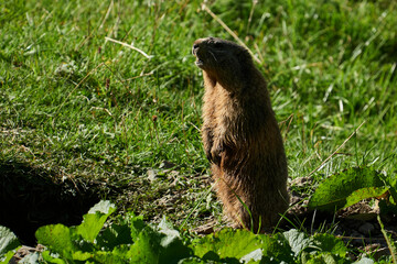 Stehendes Alpenmurmeltier vor seinem Bau hält Umschau