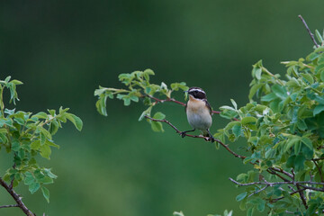 Braunkehlchen Männchen auf einer Sitzwarte	