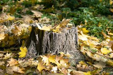 Yellow fallen leaves on a stump and on the grass. Forest on a sunny autumn day. Beautiful colors of autumn. Selective focus