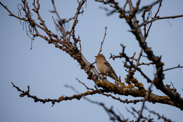 A female common chaffinch perched on a tree branch in Madrid