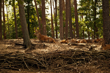 Naklejka na ściany i meble . Deer in the forest. Wild animals in the forest. Wildlife scene from nature.