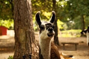 Close-up of an alpaca's face looking at the camera and chewing food. Petting zoo, alpaca and llama...