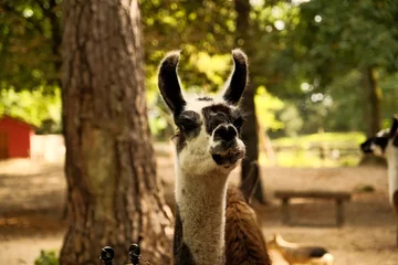 Foto op Plexiglas Close-up of an alpaca's face looking at the camera and chewing food. Petting zoo, alpaca and llama farm, animals in a pen. Llama in the zoo. Alpaca in the zoo. © Dmytrii