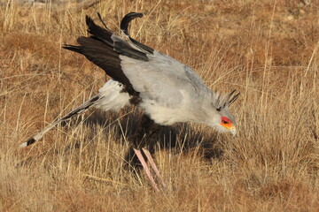 Secretary bird hunting